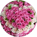 Alekhya B profile picture